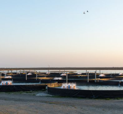 Baku Caviar has become the first and only company from Azerbaijan to be awarded the "Friend of the Sea" certificate. | baku-caviar