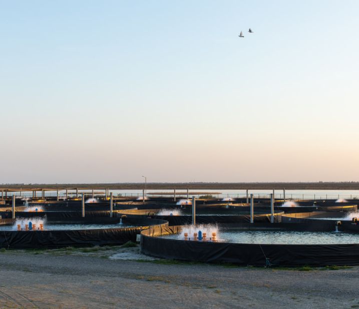 Baku Caviar has become the first and only company from Azerbaijan to be awarded the "Friend of the Sea" certificate. | baku-caviar